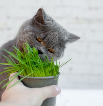 Kodėl katės „išprotėja“ nuo katžolės? Štai kas vyksta iš tikrųjų Katžolė katėms.