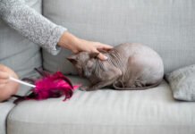 Katė „nėščia“, bet be kačiukų? Tai gali būti klaidingas nėštumas Klaidingas nėštumas katėms.