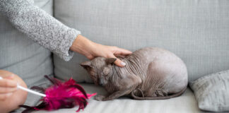 Katė „nėščia“, bet be kačiukų? Tai gali būti klaidingas nėštumas Klaidingas nėštumas katėms.