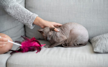 Katė „nėščia“, bet be kačiukų? Tai gali būti klaidingas nėštumas Klaidingas nėštumas katėms.