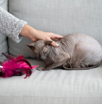 Katė „nėščia“, bet be kačiukų? Tai gali būti klaidingas nėštumas Klaidingas nėštumas katėms.