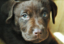 Kodėl ašaroja šuns akys? Šunų akių ligos, simptomai ir gydymas Kodėl ašaroja šuns akys.