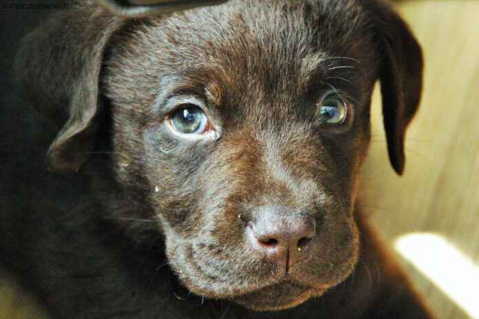 kodel-asaroja-suns-akys Kodėl ašaroja šuns akys.