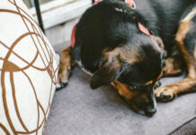 Kodėl augintiniai mėgsta miegoti susisukę į kamuoliuką? Kodėl augintiniai mėgsta miegoti susisukę į kamuoliuką.