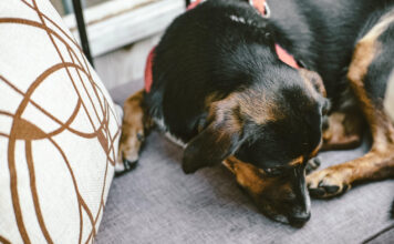 Kodėl augintiniai mėgsta miegoti susisukę į kamuoliuką? Kodėl augintiniai mėgsta miegoti susisukę į kamuoliuką.