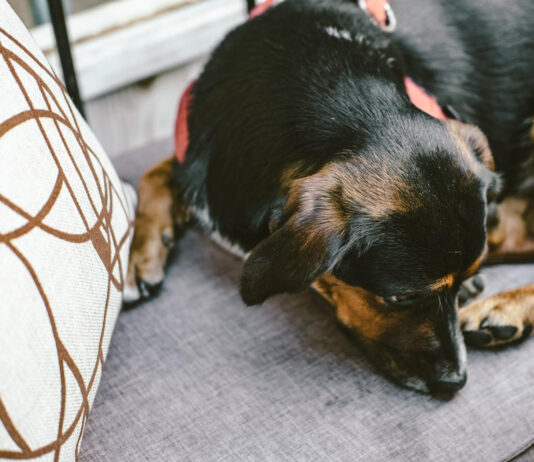 Kodėl augintiniai mėgsta miegoti susisukę į kamuoliuką? Kodėl augintiniai mėgsta miegoti susisukę į kamuoliuką.