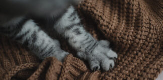 Kodėl katė minko letenomis? Keistas instinktas, kurį turi beveik visos katės kodel-kate-minko-letenomis