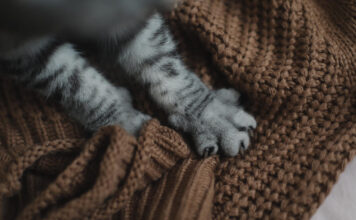 Kodėl katė minko letenomis? Keistas instinktas, kurį turi beveik visos katės kodel-kate-minko-letenomis