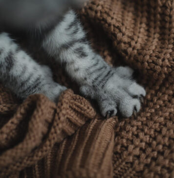 Kodėl katė minko letenomis? Keistas instinktas, kurį turi beveik visos katės kodel-kate-minko-letenomis