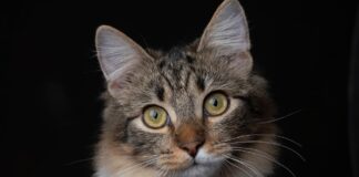 Kodėl katė tavęs vengia po vonios: tikroji priežastis Kodėl katė vengia tavęs po vonios.