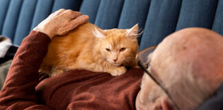 Mokslininkai paaiškino, kodėl katės miega ant žmogaus