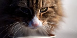 Atrodo, kad katė visada alkana? Štai kas gali slypėti už to Kodėl mano katė visada alkana.