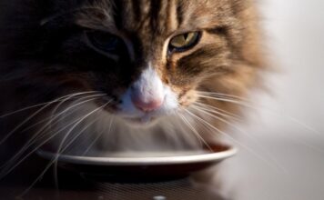 Atrodo, kad katė visada alkana? Štai kas gali slypėti už to Kodėl mano katė visada alkana.
