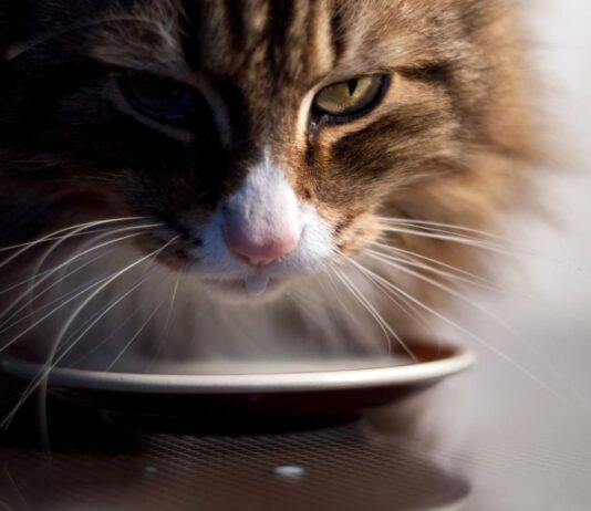 Atrodo, kad katė visada alkana? Štai kas gali slypėti už to Kodėl mano katė visada alkana.