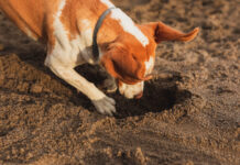 Kodėl šunys laidoja kaulus ir žaislus: 3 pagrindinės priežastys Kodėl šunys laidoja kaulus ir žaislus.