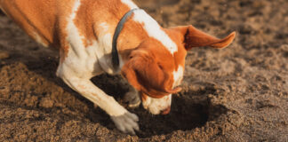 Kodėl šunys laidoja kaulus ir žaislus: 3 pagrindinės priežastys Kodėl šunys laidoja kaulus ir žaislus.