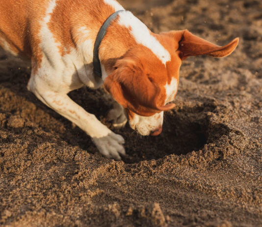Kodėl šunys laidoja kaulus ir žaislus: 3 pagrindinės priežastys Kodėl šunys laidoja kaulus ir žaislus.