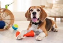 Šuo be perstojo spaudo girgždantį žaislą? Štai ką tai reiškia Kodėl šunys mėgsta girgždančius žaislus.