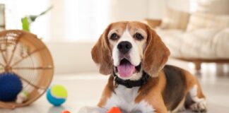 Šuo be perstojo spaudo girgždantį žaislą? Štai ką tai reiškia Kodėl šunys mėgsta girgždančius žaislus.