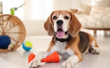 Šuo be perstojo spaudo girgždantį žaislą? Štai ką tai reiškia Kodėl šunys mėgsta girgždančius žaislus.