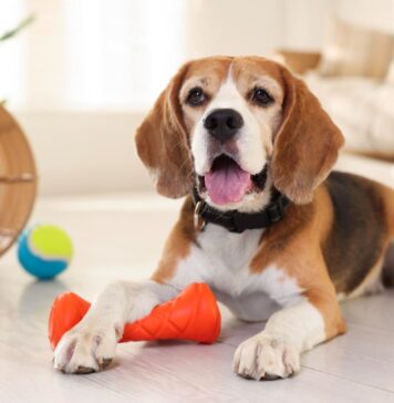Šuo be perstojo spaudo girgždantį žaislą? Štai ką tai reiškia Kodėl šunys mėgsta girgždančius žaislus.