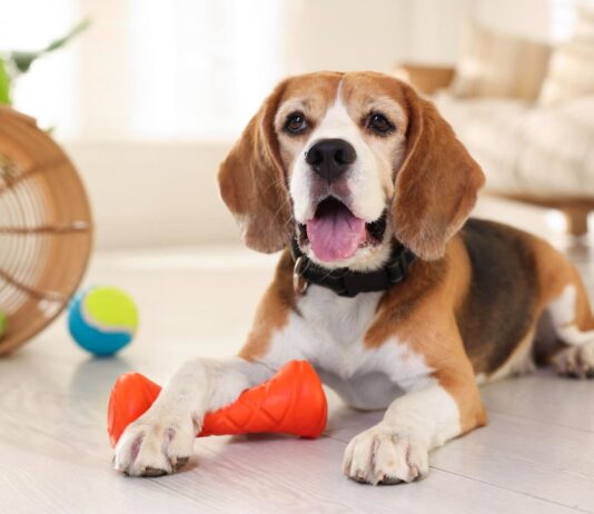 Šuo be perstojo spaudo girgždantį žaislą? Štai ką tai reiškia Kodėl šunys mėgsta girgždančius žaislus.