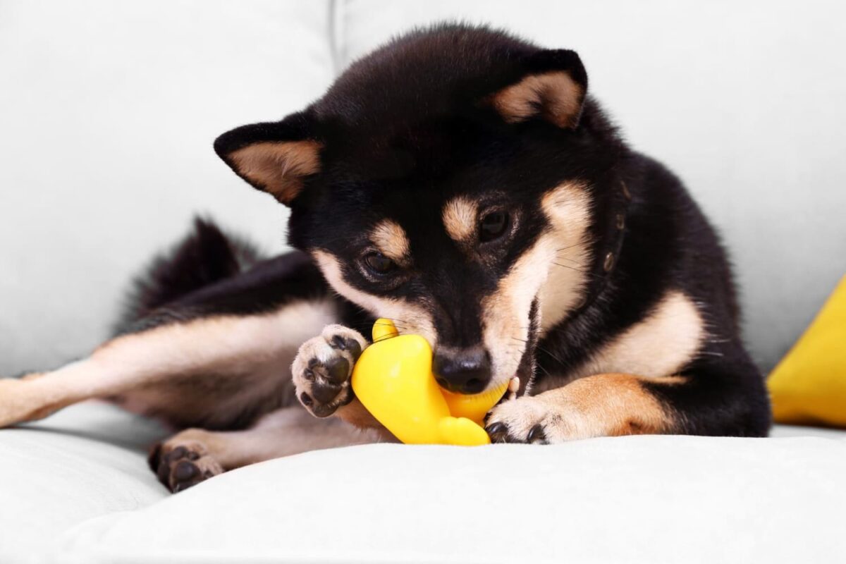 Kodėl šunys mėgsta girgždančius žaislus. Šuo kandžioja žaislą.