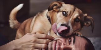 Ar kada nors susimąstėte, kodėl šuo laižo žmogų? Kodėl šuo laižo žmogų.