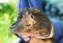 Kodėl žiurkėnai kandžiojasi ir kaip juos prisijaukinti? Kodėl žiurkėnai kandžiojasi.