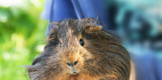 Kodėl žiurkėnai kandžiojasi ir kaip juos prisijaukinti? Kodėl žiurkėnai kandžiojasi.