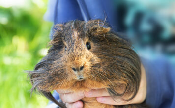 Kodėl žiurkėnai kandžiojasi ir kaip juos prisijaukinti? Kodėl žiurkėnai kandžiojasi.