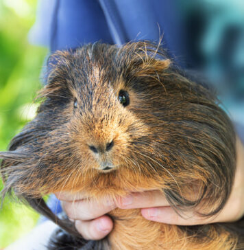 Kodėl žiurkėnai kandžiojasi ir kaip juos prisijaukinti? Kodėl žiurkėnai kandžiojasi.
