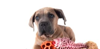 Kokie žaislai šunims yra tinkamiausi ir kaip juos pasirinkti? Žaislai šunims.