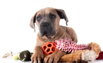 Kokie žaislai šunims yra tinkamiausi ir kaip juos pasirinkti? Žaislai šunims.