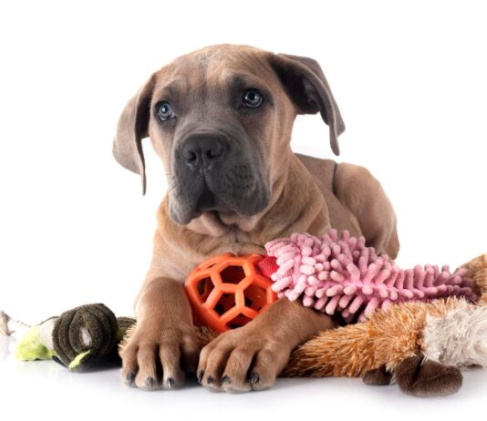 Kokie žaislai šunims yra tinkamiausi ir kaip juos pasirinkti? Žaislai šunims.