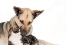 Kokios šunų veislės gerai sugyvena su katėmis, o kurių geriau vengti? Šunų veislės gerai sugyvena su katėms.