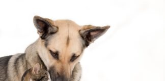 Kokios šunų veislės gerai sugyvena su katėmis, o kurių geriau vengti? Šunų veislės gerai sugyvena su katėms.