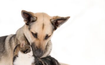 Kokios šunų veislės gerai sugyvena su katėmis, o kurių geriau vengti? Šunų veislės gerai sugyvena su katėms.