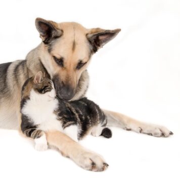 Kokios šunų veislės gerai sugyvena su katėmis, o kurių geriau vengti? Šunų veislės gerai sugyvena su katėms.