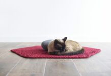 Kvapų kilimėlis katei – madingas žaislas ar tikra nauda? Kvapų kilimėlis katei.