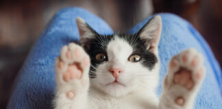 Lašišų aliejus šunims ir katėms: šis papildas gali pakeisti sveikatą Lašišų aliejus šunims ir katėms.