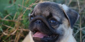 Mopsas: karališkos kilmės šuo, tapęs visų numylėtiniu Mopsas.