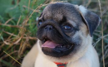 Mopsas: karališkos kilmės šuo, tapęs visų numylėtiniu Mopsas.