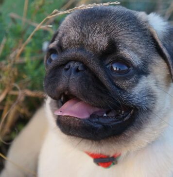 Mopsas: karališkos kilmės šuo, tapęs visų numylėtiniu Mopsas.