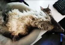 Katė staiga griūva ar užmiega? Tai gali būti narkolepsija Narkolepsija katėms.