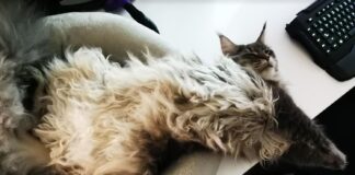 Katė staiga griūva ar užmiega? Tai gali būti narkolepsija Narkolepsija katėms.