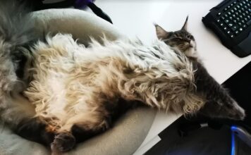 Katė staiga griūva ar užmiega? Tai gali būti narkolepsija Narkolepsija katėms.