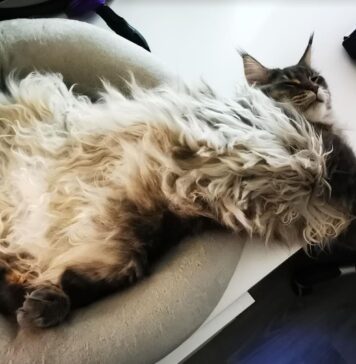 Katė staiga griūva ar užmiega? Tai gali būti narkolepsija Narkolepsija katėms.