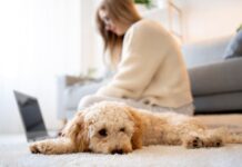 Nemalonus kvapas namuose? Tai gali išduoti augintinio ligą Nemalonus augintinio kvapas.