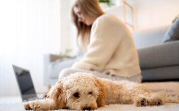 Nemalonus kvapas namuose? Tai gali išduoti augintinio ligą Nemalonus augintinio kvapas.